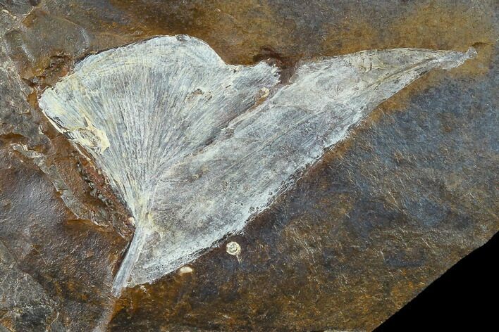 Fossil Ginkgo Leaf From North Dakota - Paleocene #133138
